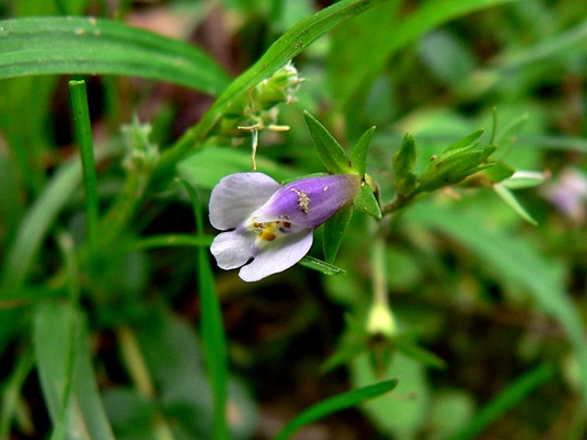 {Mazus pumilus}